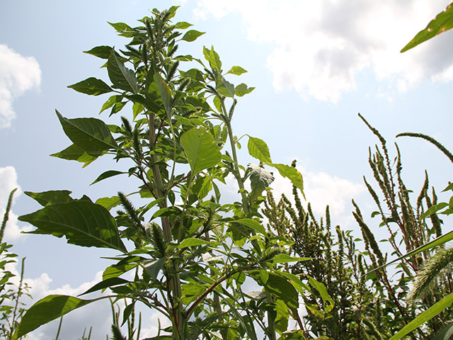 It&#039;s a jungle in this northern Illinois soybean field. Palmer amaranth, waterhemp, foxtail combine to take a toll on yield. (DTN photo by Pamela Smith)